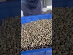 エンドウ豆用クローラー選別機