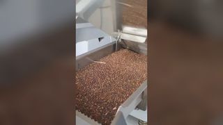 大根種子色彩選別機
